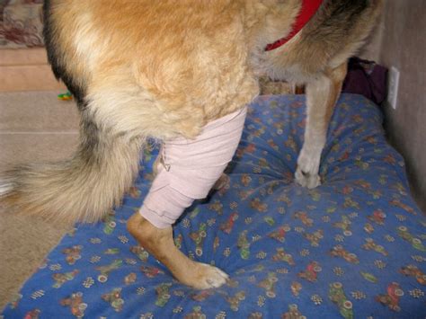 Step 1. . How to wrap a dogs knee with an ace bandage